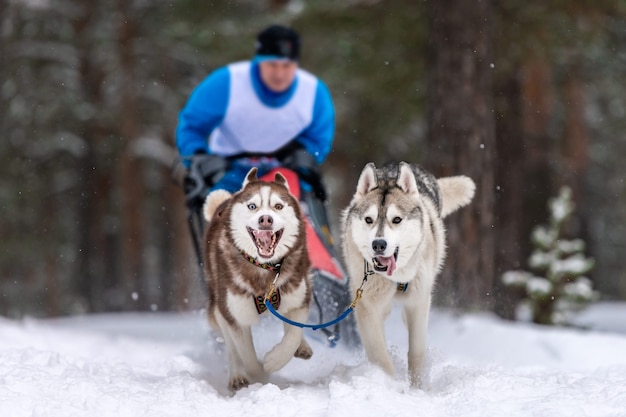 Sledehonden racen