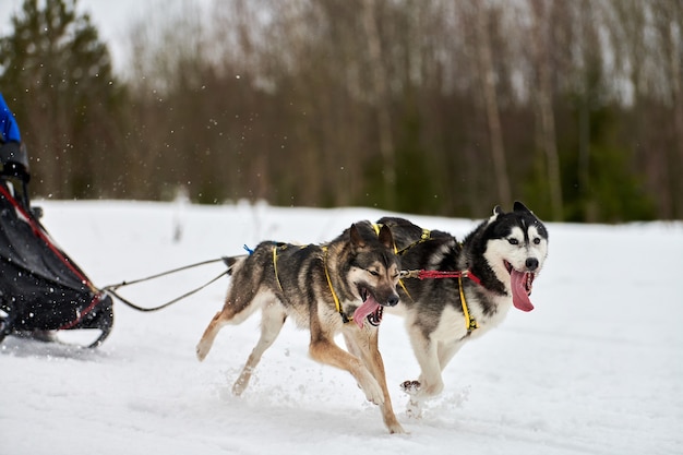 Sledehonden trekken musher op slee