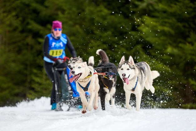 Sledehonden trekken musher op slee