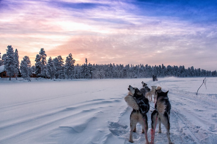 Foto sleedhonden op sneeuw bedekt landschap tegen de hemel tijdens zonsondergang