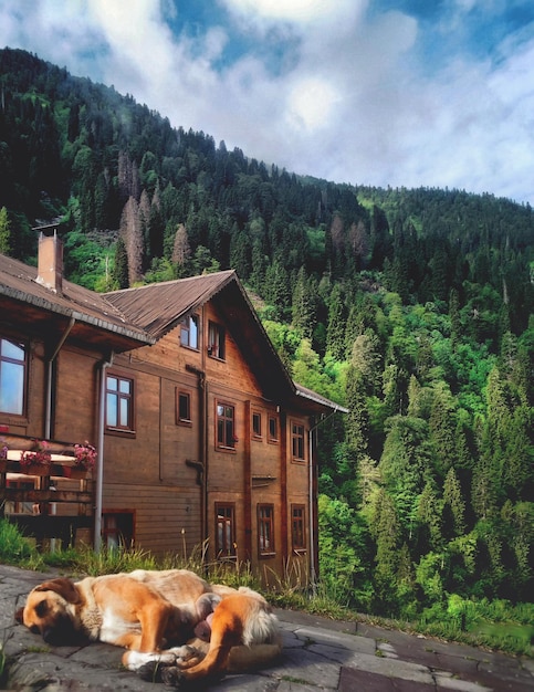 sleep dog and natere house