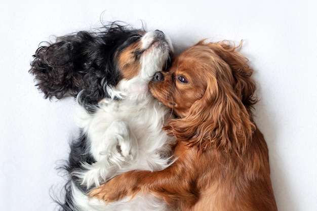 Sleep schattige honden die samen slapen en knuffelen