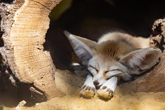 Premium Photo | Sleeping baby fennec fox or dessert fox. cute animal or  wildlife portrait