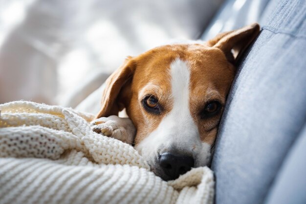 Sleeping beagle dog on couch indoors