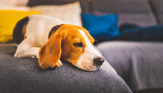 Sleeping beagle dog on sofa Lazy day on couch