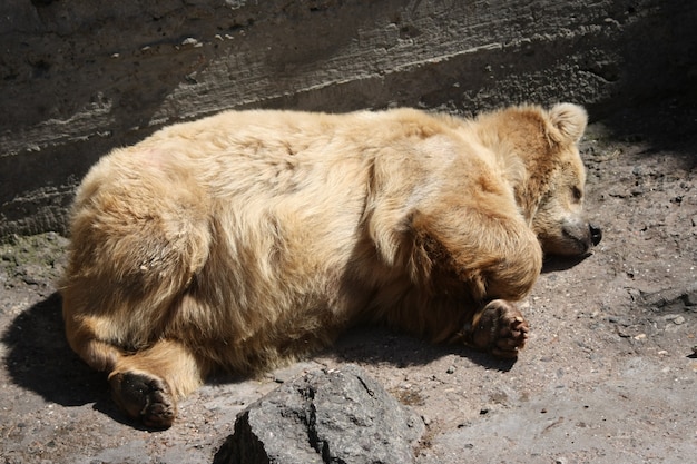 眠っているクマのクローズアップ