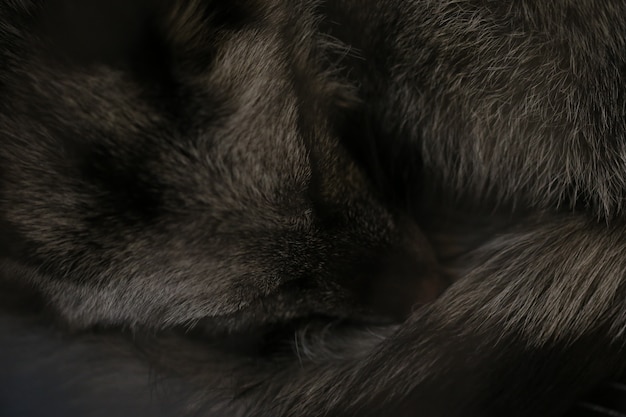 Sleeping black fox