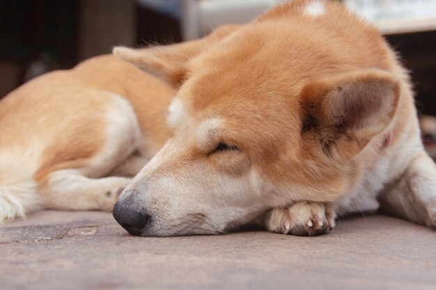 Sleeping brown dogs on the cement floor.