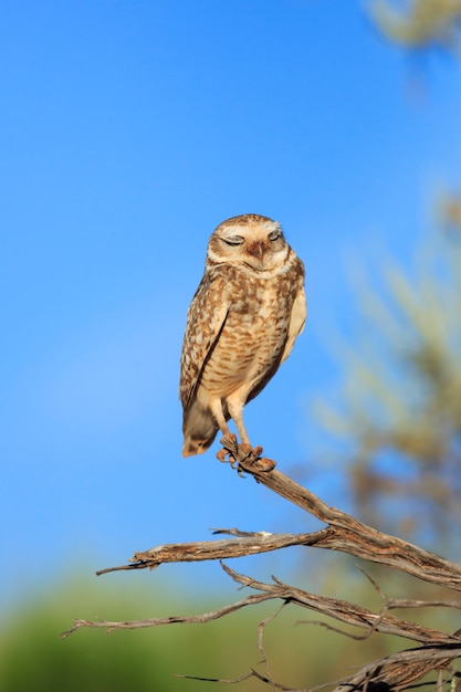 Sleeping Burrowing Owl with Eyes Closed perching on Bush