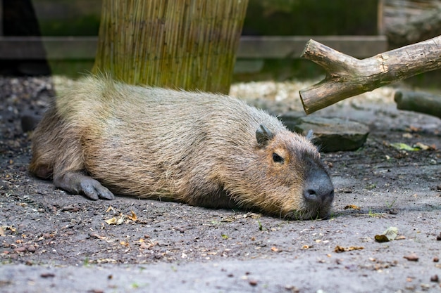 眠っているカピバラ-Hydrochaerishydrochaeris-世界最大の生きている齧歯動物。