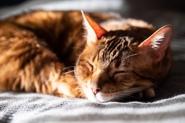 眠っている猫 ベッドで休んでいるかわいい猫