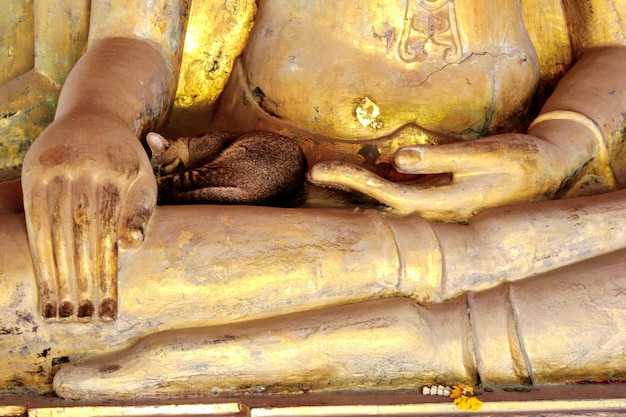 sleeping cat on the lap of the Buddha