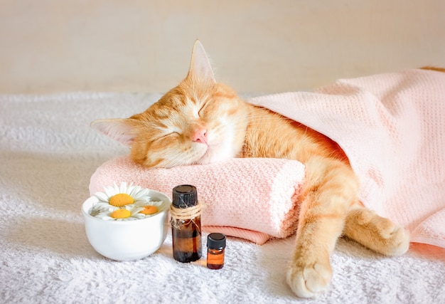 Sleeping cat on a massage towel.