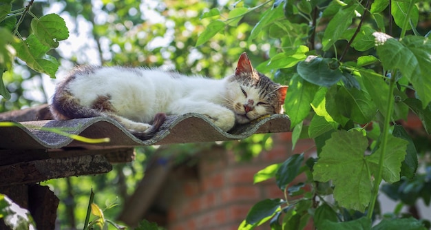 Sleeping cat on the roof of the house