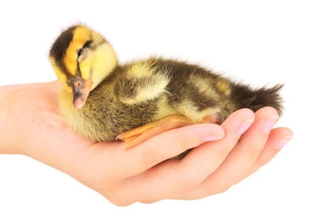 Sleeping cute duckling in hand isolated on white