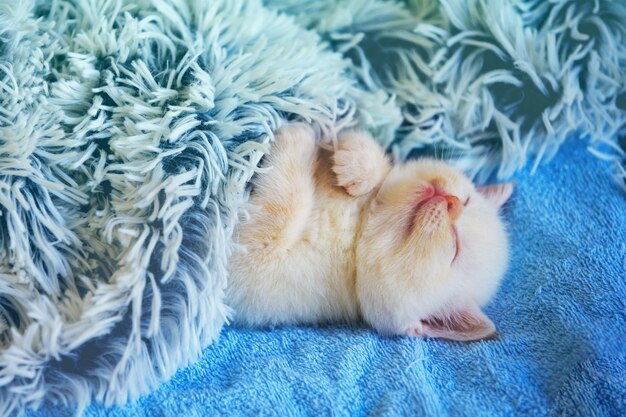 Спящий милый маленький котенок, покрытый пушистым одеялом