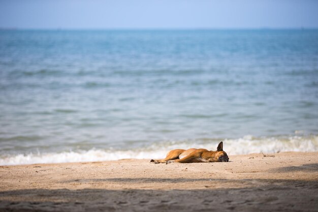 ビーチで眠っている犬