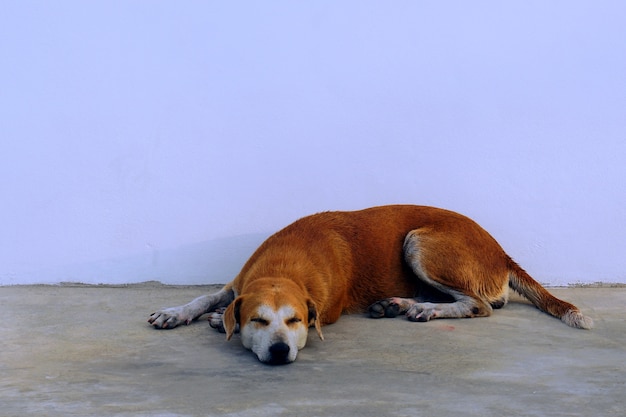 写真 白い背景に眠っている犬