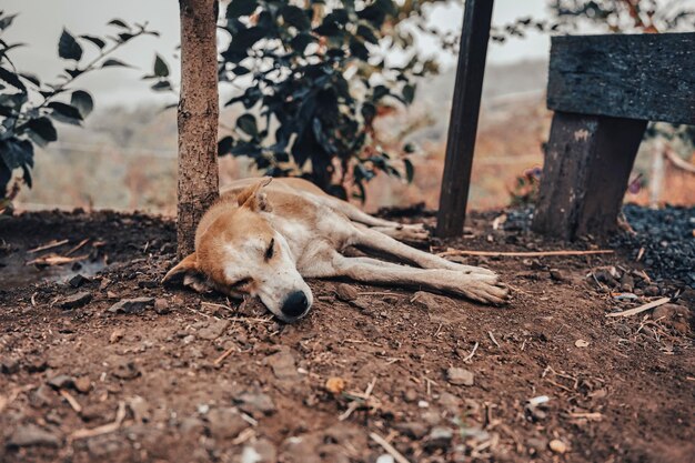 Foto cane addormentato per strada