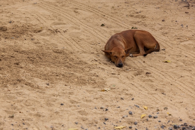 眠っている犬