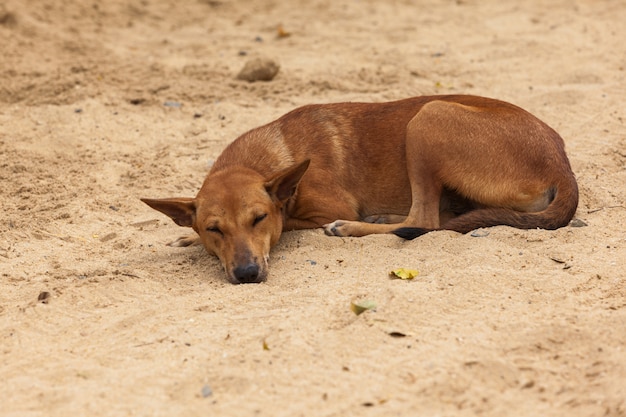 眠っている犬