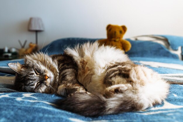 Sleeping fluffy gray cat