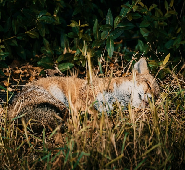 Foto ragazzino di volpe addormentato