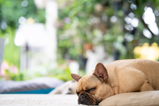 Sleeping French bulldog lying on mat indoor