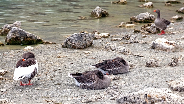 Sleeping geese on the shore of lake