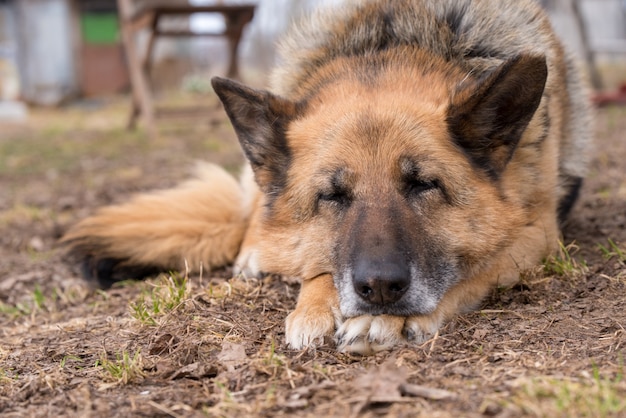 地上で屋外で眠っているジャーマンシェパード犬