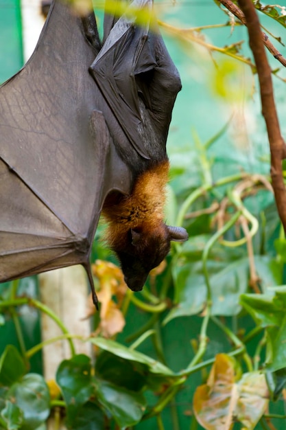 Photo sleeping giant bat