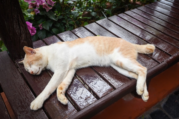 木製のテーブルで眠っている生姜猫