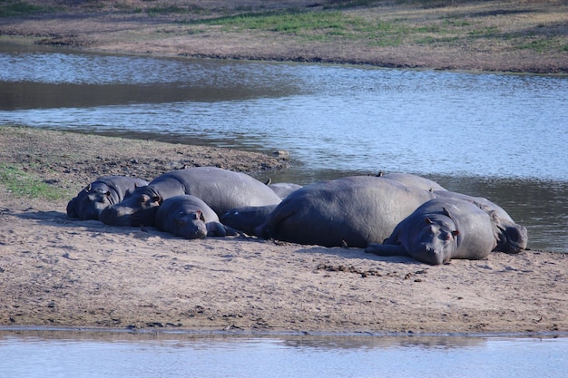 Foto ippopotamo addormentato