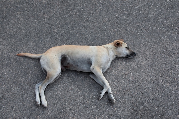 アスファルトの地面に横たわって寝ているホームレスの犬