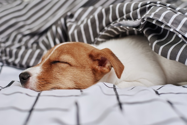 ベッドの毛布の下で眠っているジャックラッセルテリア犬