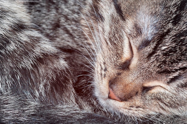 Photo sleeping kitten