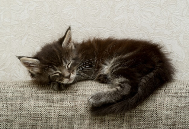 Photo sleeping kitten