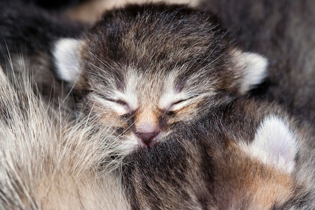 Sleeping kitten