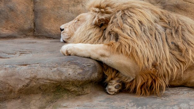 Sleeping lion closeup closeup of a lion's head