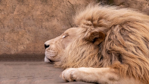 Sleeping lion closeup closeup of a lion's head