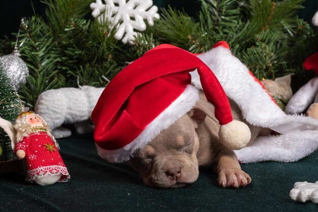 Sleeping little cute American Bully puppy in a Santa hat next to a Christmas tree decorated with toys snowflakes