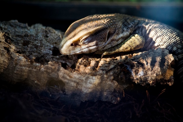 Sleeping lizard