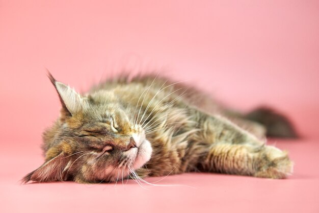 眠っているメインクーンのべっ甲猫 ピンクの背景に大人の女性メインクーン純血種の猫 変な顔の三毛猫 プレミアム写真