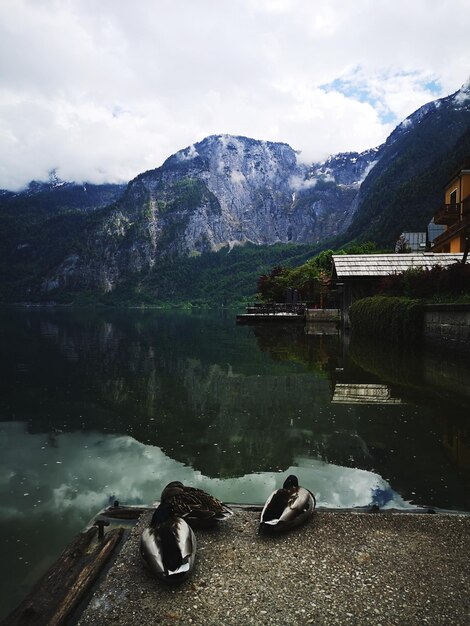 Photo sleeping mountain ducks