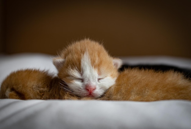 Sleeping newborn kitten on a bed in a box