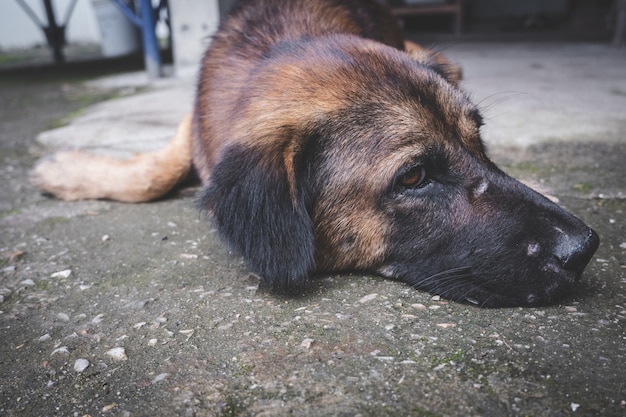 眠っている老犬は床でリラックス