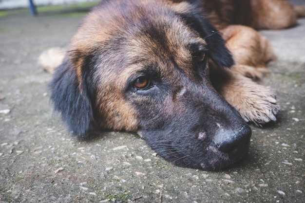 眠っている老犬は床でリラックス