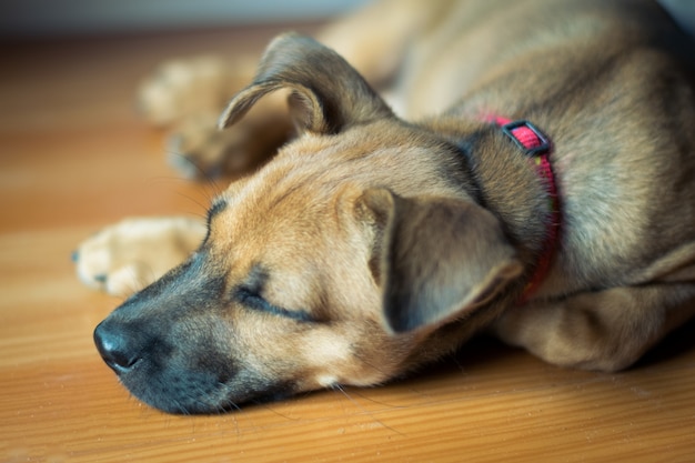 Foto cucciolo di cane che dorme