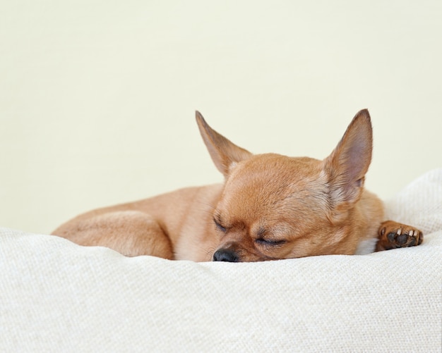 眠っている赤いチワワ犬