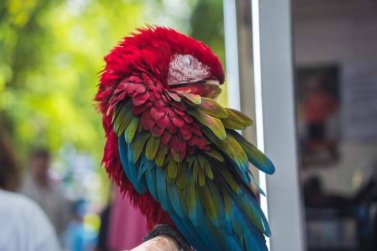 Photo 枝の上に座っている公園で眠っている赤いアカオのオオカミ